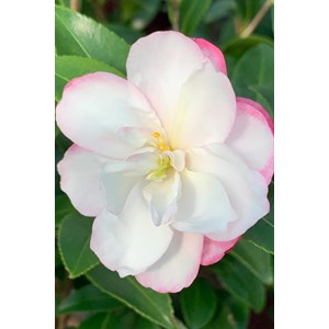 Camélia 'blush' taille du pot - en pot