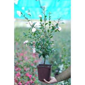 Camélia 'blush' taille du pot - en pot