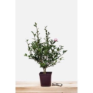 Camélia 'blush' taille du pot - en pot