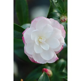 Camélia 'little liane' taille du pot -