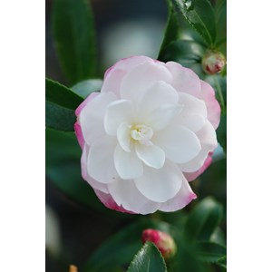 Camélia 'little liane' taille du pot - en pot de 4 litres