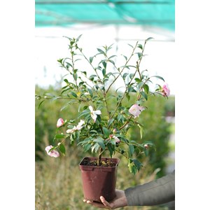 Camélia 'little liane' taille du pot -