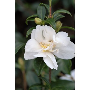 Camélia 'little liane' taille du pot -