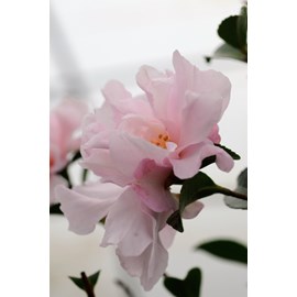 Camélia 'petite' taille du pot - en pot