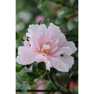 Camélia 'petite' taille du pot - en pot