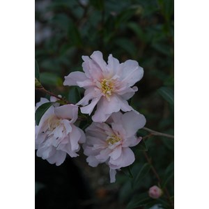 Camélia 'petite' taille du pot - en pot