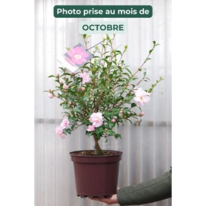 Camélia 'petite' taille du pot - en pot