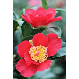 Camélia 'sylvia' taille du pot - en pot