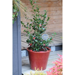 Camélia 'sylvia' taille du pot - en pot