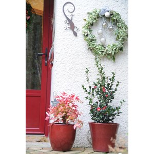 Camélia 'sylvia' taille du pot - en pot