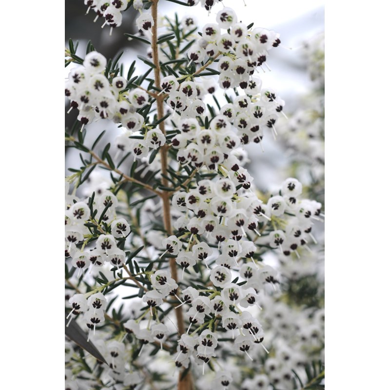 Roué Pépinières - Bruyère de noël taille du pot - en pot de 3 litres
