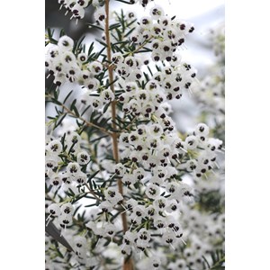 Bruyère de noël taille du pot - en pot