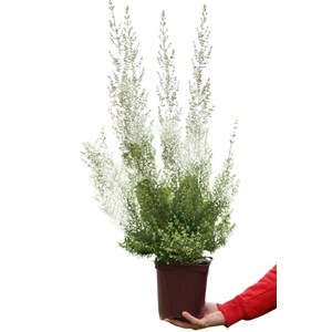 Bruyère de noël taille du pot - en pot