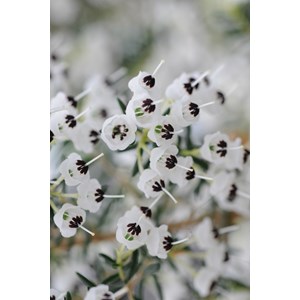 Bruyère de noël taille du pot - en pot