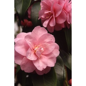 Camelia 'donation ' taille du pot - en pot de 1 litre