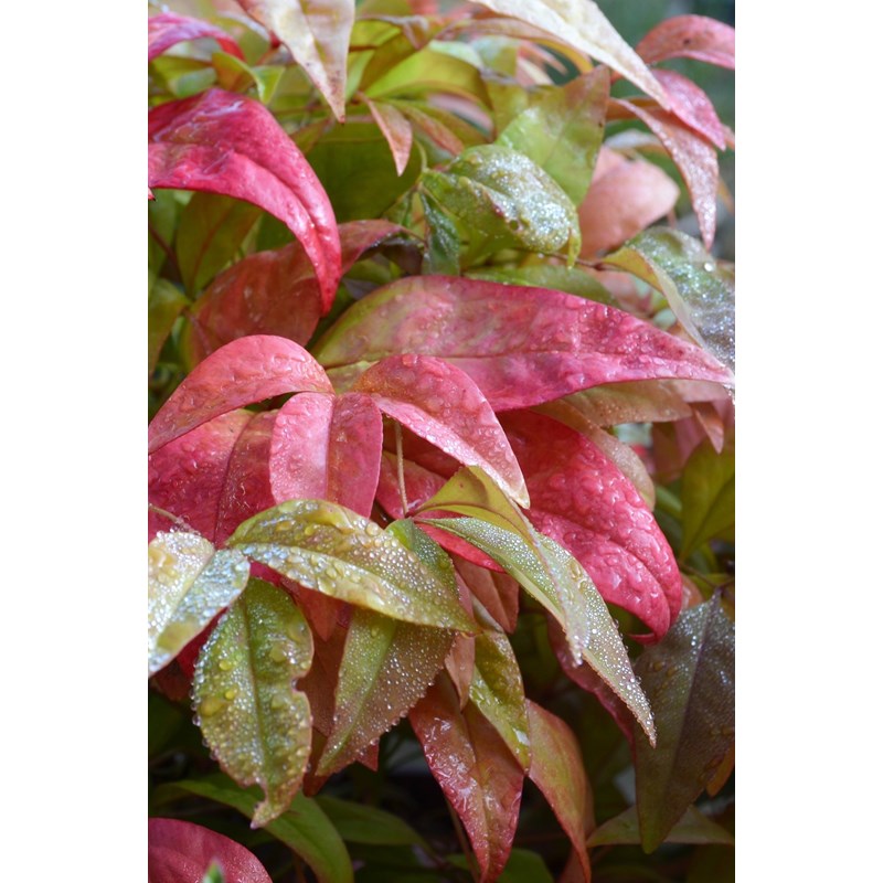 Roué Pépinières - Bambou sacré 'blush pink' taille du pot - en pot de 5 litres