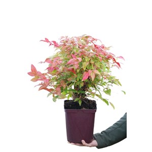 Bambou sacré 'blush pink' taille du pot