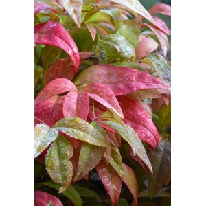 Bambou sacré 'blush pink' taille du pot - en pot de 3 litres