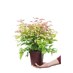 Bambou sacré 'blush pink' taille du pot