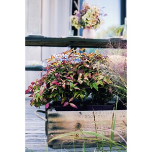 Bambou sacré 'blush pink' taille du pot