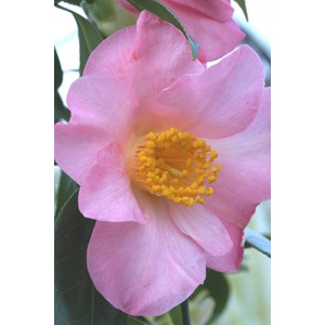 Camélia 'domaine de courson' taille du