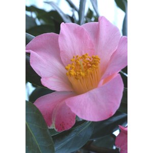 Camélia 'domaine de courson' taille du