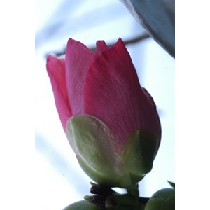 Camélia 'domaine de courson' taille du