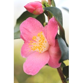 Camélia 'koto no kaori' taille du pot -