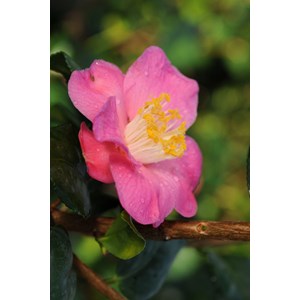 Camélia 'koto no kaori' taille du pot -