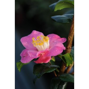 Camélia 'koto no kaori' taille du pot -