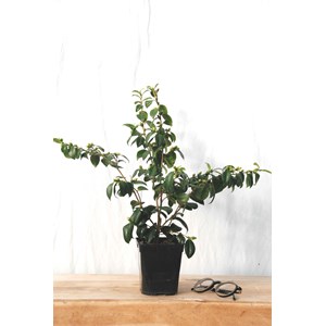 Camélia 'koto no kaori' taille du pot -