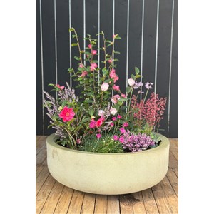 Camélia 'koto no kaori' taille du pot - en pot de 5 litres