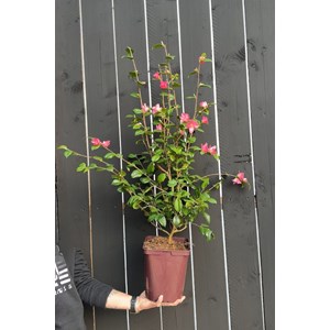 Camélia 'koto no kaori' taille du pot - en pot de 5 litres