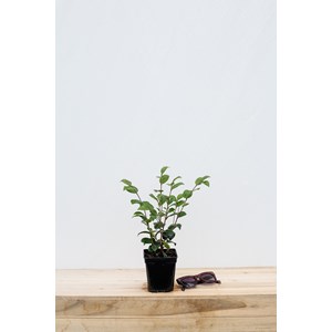 Camélia 'koto no kaori' taille du pot -