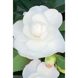 Camélia 'early pearly' taille du pot -