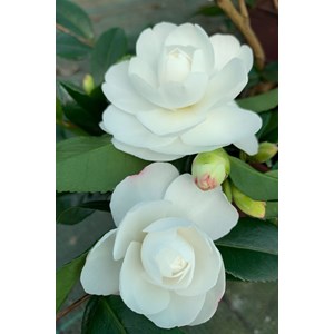 Camélia 'early pearly' taille du pot -