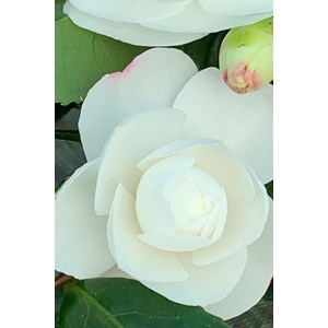 Camélia 'early pearly' taille du pot -