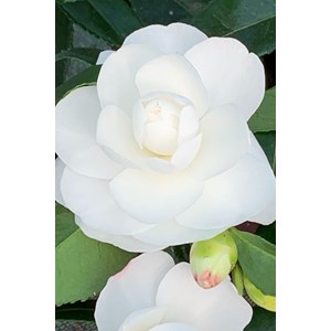 Camélia 'early pearly' taille du pot - en pot de 3 litres