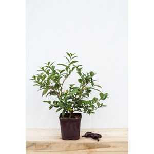 Camélia 'early pearly' taille du pot -