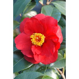 Camélia 'adolphe audusson' taille du po