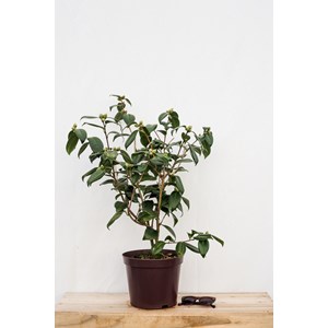 Camélia 'adolphe audusson' taille du po