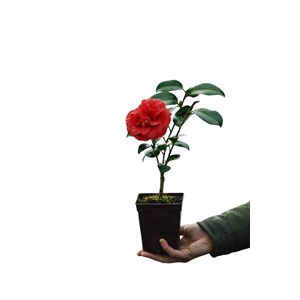 Camélia 'adolphe audusson' taille du po