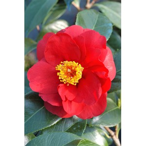 Camélia 'adolphe audusson' taille du po