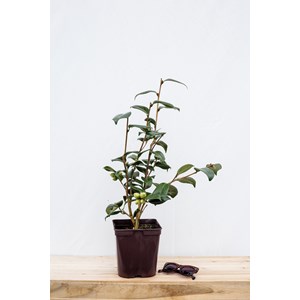 Camélia 'adolphe audusson' taille du po