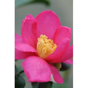 Camélia 'glow' taille du pot - en pot d