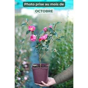 Camélia 'glow' taille du pot - en pot d