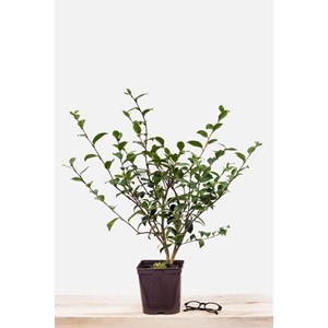 Camélia 'glow' taille du pot - en pot d