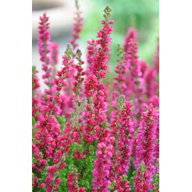 Bruyère d'été 'dark beauty' taille du