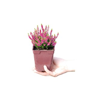 Bruyère d'été 'dark beauty' taille du