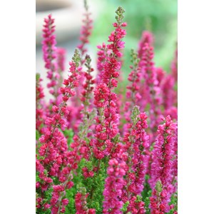 Bruyère d'été 'dark beauty' taille du